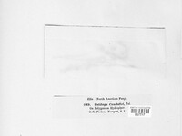 Microbotryum bistortarum image
